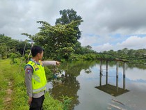 Buaya 3 Meter Masuk ke Kolam Ikan Warga di Musi Rawas