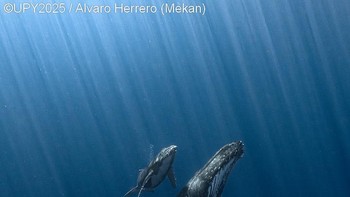 Radiant Bond hasil jepretan Alvaro Herrero (Mekan) dari Spanyol didapuk sebagai pemenang Underwater Photographer of the Year 2025. Herrero juga memenangkan kategori Wide Angle. Foto: Alvaro Herrero (Mekan)/Underwater Photographer of the Year 2025