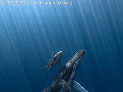 Terpukau dengan Karya Jawara Kontes Foto Underwater Photographer of the Year