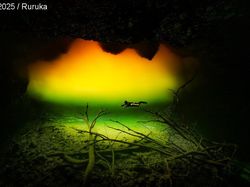 Terpukau dengan Karya Jawara Kontes Foto Underwater Photographer of the Year