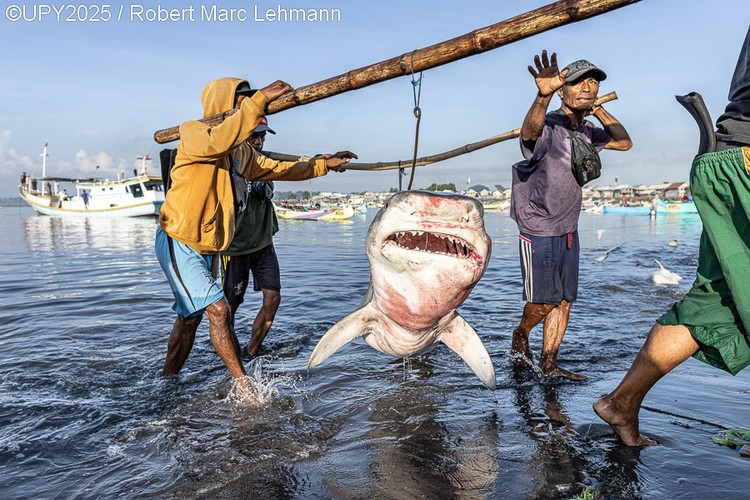 Underwater Photographer of the Year 2025