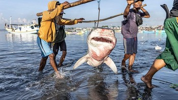 Robert Marc Lehmann dari Jerman memenangkan kategori Save Our Seas Foundation Marine Conservation Photographer of the Year 2025 berkat karyanya bertajuk 1/200.000.000. Foto: Robert Marc Lehmann/Underwater Photographer of the Year 2025