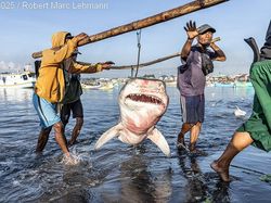 Terpukau dengan Karya Jawara Kontes Foto Underwater Photographer of the Year