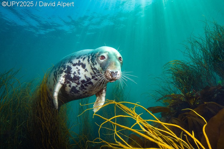 Underwater Photographer of the Year 2025
