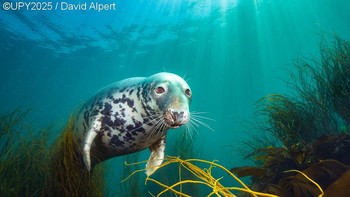The Curious Seal hasil jepretan David Alpert dari Inggris memenangkan kategori British Underwater Photographer of the Year 2025 dan kategori British Waters Wide Angle. Foto: David Alpert/Underwater Photographer of the Year 2025