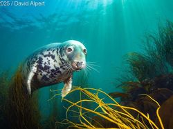 Terpukau dengan Karya Jawara Kontes Foto Underwater Photographer of the Year