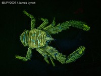 Underwater Photographer of the Year 2025