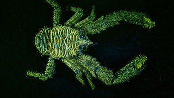 James Lynott dari Inggris memenangkan kategori Most Promising British Underwater Photographer 2025 dengan karyanya Fluo Spiny Squat Lobster. Foto: James Lynott/Underwater Photographer of the Year 2025