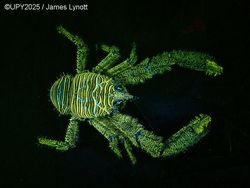 Terpukau dengan Karya Jawara Kontes Foto Underwater Photographer of the Year