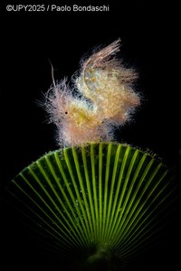 Underwater Photographer of the Year 2025