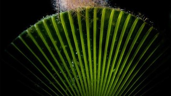 Kategori Macro dimenangkan oleh Magic Backlit, foto hasil jepretan Paolo Bondaschi dari Italia. Foto: Paolo Bondaschi/Underwater Photographer of the Year 2025