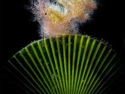 Terpukau dengan Karya Jawara Kontes Foto Underwater Photographer of the Year