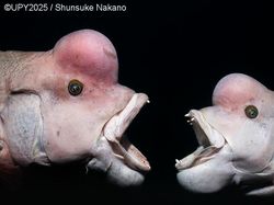 Terpukau dengan Karya Jawara Kontes Foto Underwater Photographer of the Year