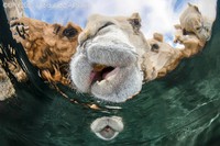 Underwater Photographer of the Year 2025