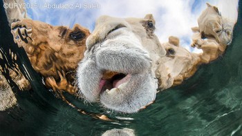 Abdulaziz Al Saleh dari Kuwati memenangkan kategori Portrait dengan karyanya yang bertajuk Hydration. Foto: Abdulaziz Al Saleh/Underwater Photographer of the Year 2025