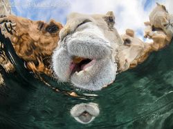 Terpukau dengan Karya Jawara Kontes Foto Underwater Photographer of the Year