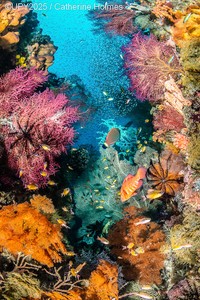 Underwater Photographer of the Year 2025