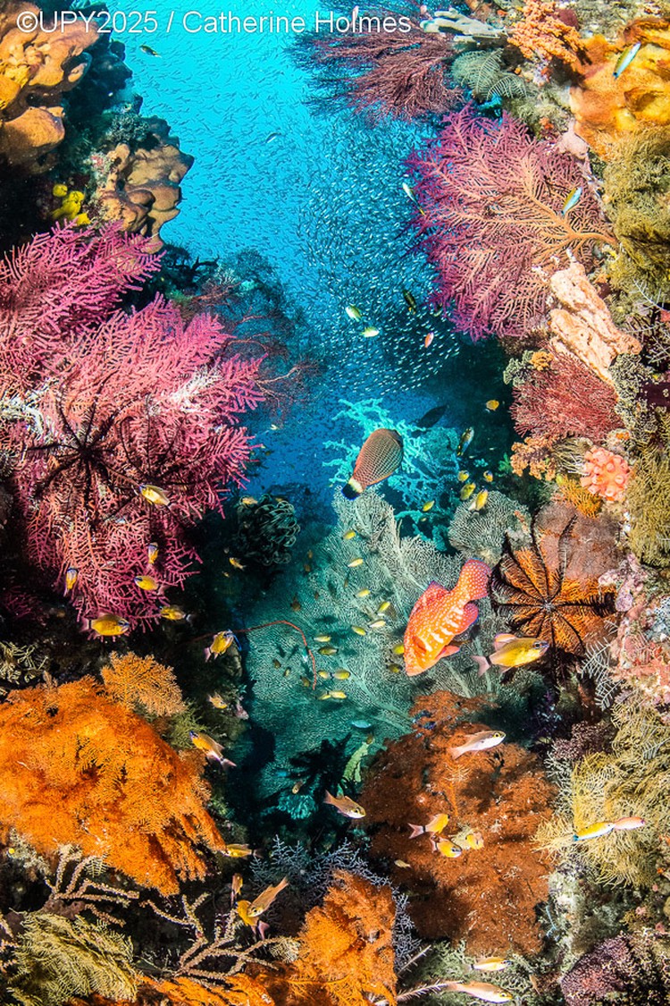 Underwater Photographer of the Year 2025