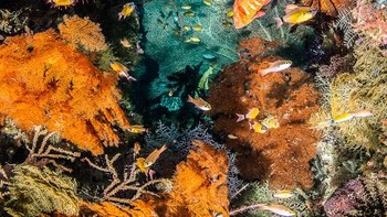Kategori Coral Reefs dimenangkan oleh Catherine Holmes dari Inggris dengan fotonya yang bertajuk Kaleidoscope of Colour. Foto: Catherine Holmes/Underwater Photographer of the Year 2025