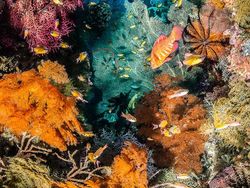 Terpukau dengan Karya Jawara Kontes Foto Underwater Photographer of the Year