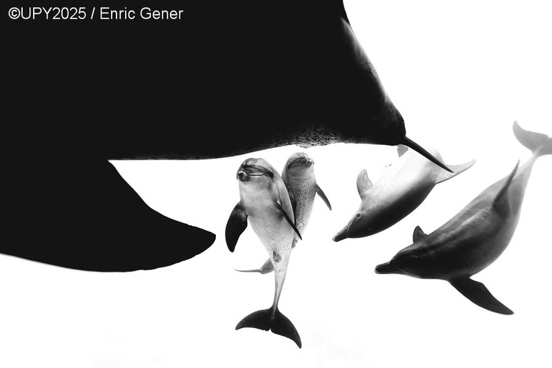 Underwater Photographer of the Year 2025