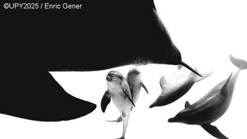 Chasing Dolphins, foto hasil jepretan Enric Gener dari Spanyol memenangkan kategori Black & White. Foto: Enric Gener/Underwater Photographer of the Year 2025