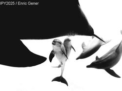 Terpukau dengan Karya Jawara Kontes Foto Underwater Photographer of the Year