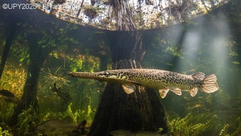 Kategori Compact dimenangkan oleh Bryant Turffs dari Amerika Serikat dengan karyanya berjudul The Beauty of the Swamp. Foto: Bryant Turffs/Underwater Photographer of the Year 2025