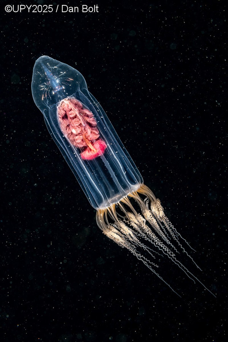 Underwater Photographer of the Year 2025