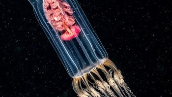 The Hitch Hiker jepretan Dan Bolt dari Inggris menjuarai kategori British Waters Macro. Foto: Dan Bolt/Underwater Photographer of the Year 2025