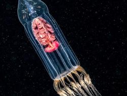 Terpukau dengan Karya Jawara Kontes Foto Underwater Photographer of the Year