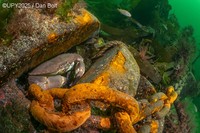 Underwater Photographer of the Year 2025