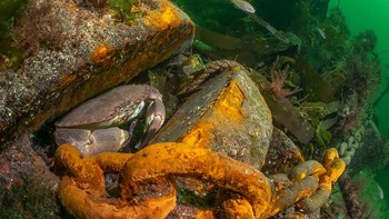 Kategori British Waters Living Together dimenangkan oleh Dan Bolt dari Inggris dengan fotonya Rusty Haven. Foto: Dan Bolt/Underwater Photographer of the Year 2025