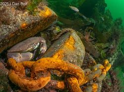 Terpukau dengan Karya Jawara Kontes Foto Underwater Photographer of the Year