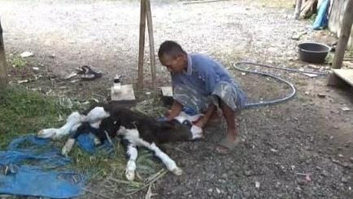 Anak sapi berkaki enam di Jember