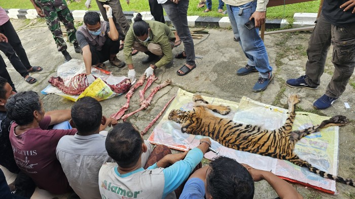 Daging harimau dan pelaku setelah diamankan. (dok Polres Rohul)
