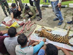 6 Pria Ditangkap Usai Bunuh dan Kuliti Harimau di Riau