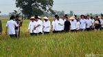 Potret Menko Zulhas Panen Raya #DemiIndonesia Mandiri Pangan