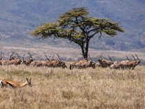 Hari Margasatwa Sedunia, Ruang Satwa Liar di Afrika Timur Menyusut