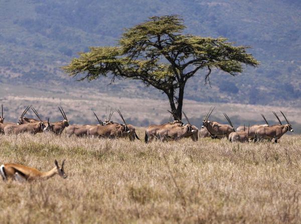 Hari Margasatwa Sedunia, Ruang Satwa Liar di Afrika Timur Menyusut
