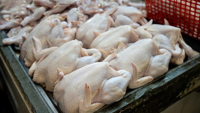 Ilustrasi daging ayam