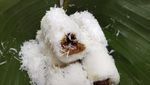 Manis Legit! 20 Kue Putu Bambu Rp 3.000-an