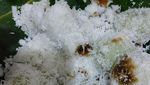 Manis Legit! 20 Kue Putu Bambu Rp 3.000-an