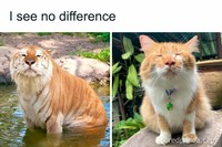 Kumpulan meme random ini cocok buat nemenin ngabuburit. Memenya memang aneh dan absurd, check it out.