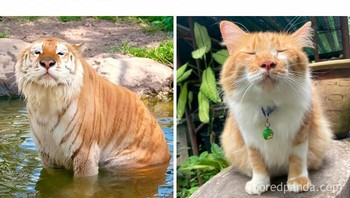 Mirip banget. Foto: Molly Fletcher via Bored Panda  