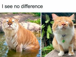 Meme Random buat Nemenin Ngabuburit, Lumayan Absurd