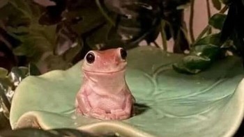 Jadi kodok malah lebih tenang. Foto: Andi Tenri Amalia via Bored Panda  