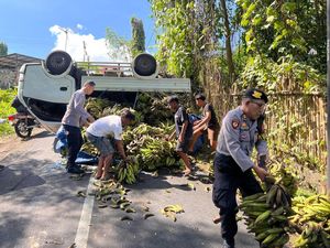 Kelebihan Muatan, Pikap Pengangkut Pisang Terguling di Tabanan
