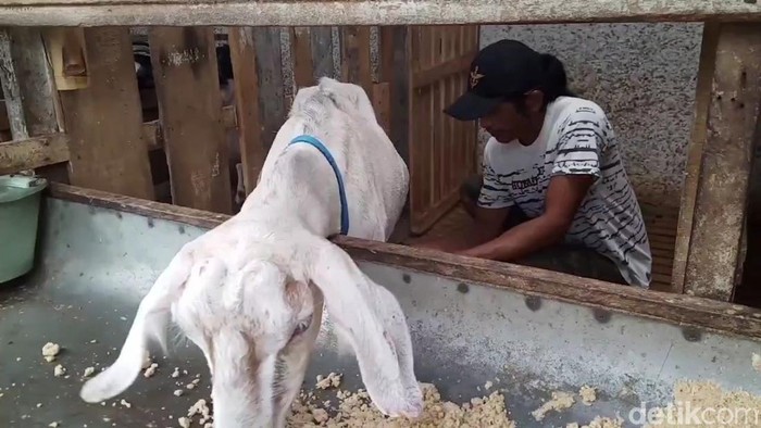 Peternak saat memerah kambing saanen
