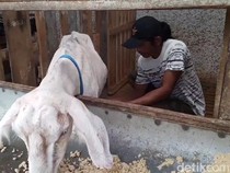Susu Kambing Saanen yang Menyehatkan